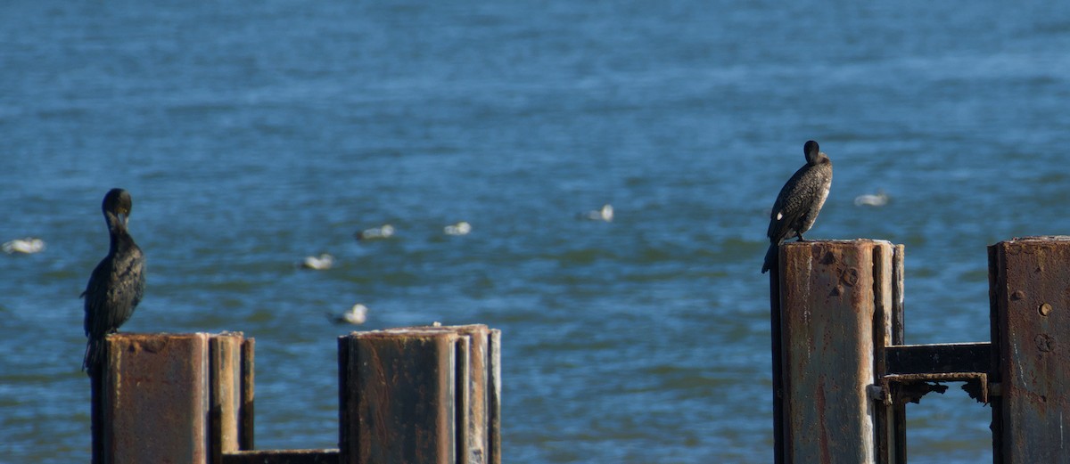 Great Cormorant - ML643747514