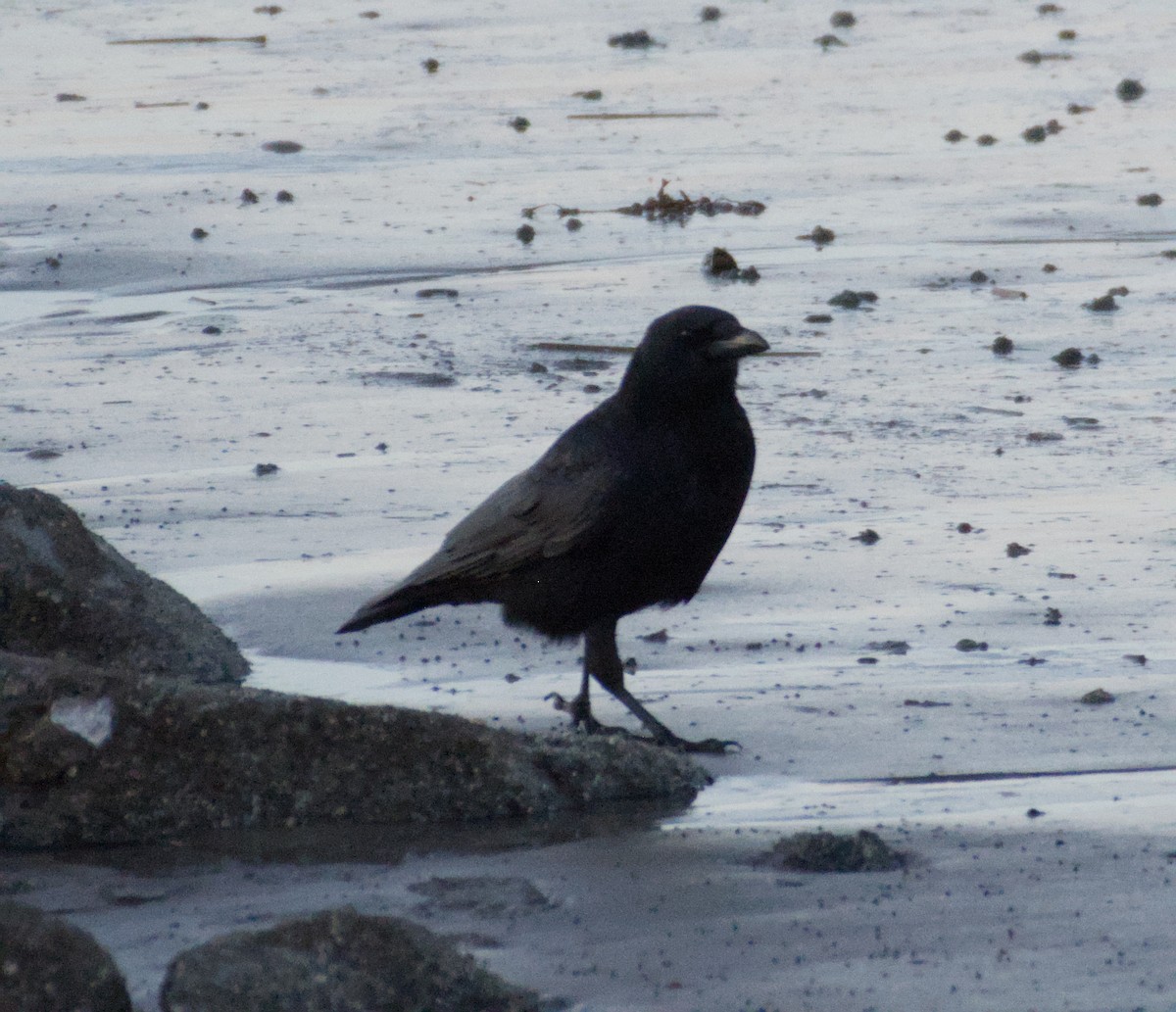 Carrion Crow - ML643747516