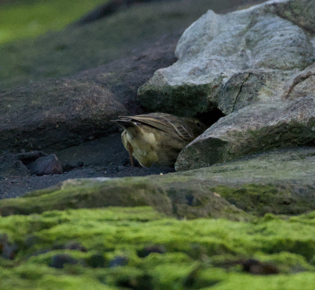 Rock Pipit - ML643747522