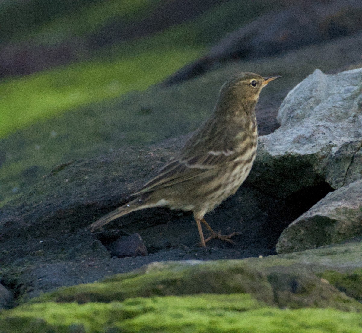 Rock Pipit - ML643747523