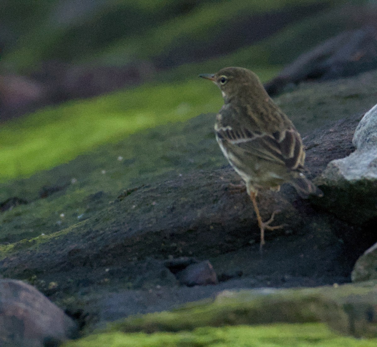 Rock Pipit - ML643747524