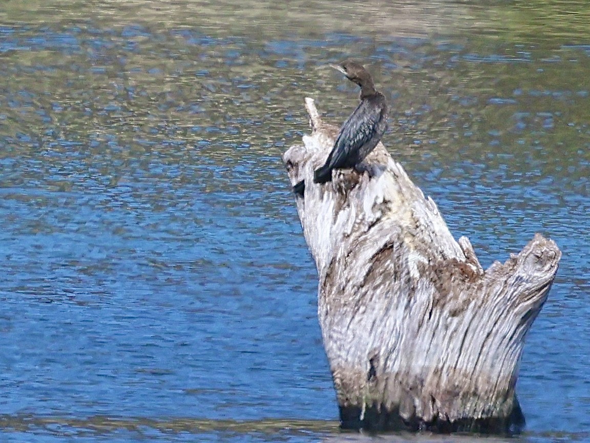 Pygmy Cormorant - ML643747559