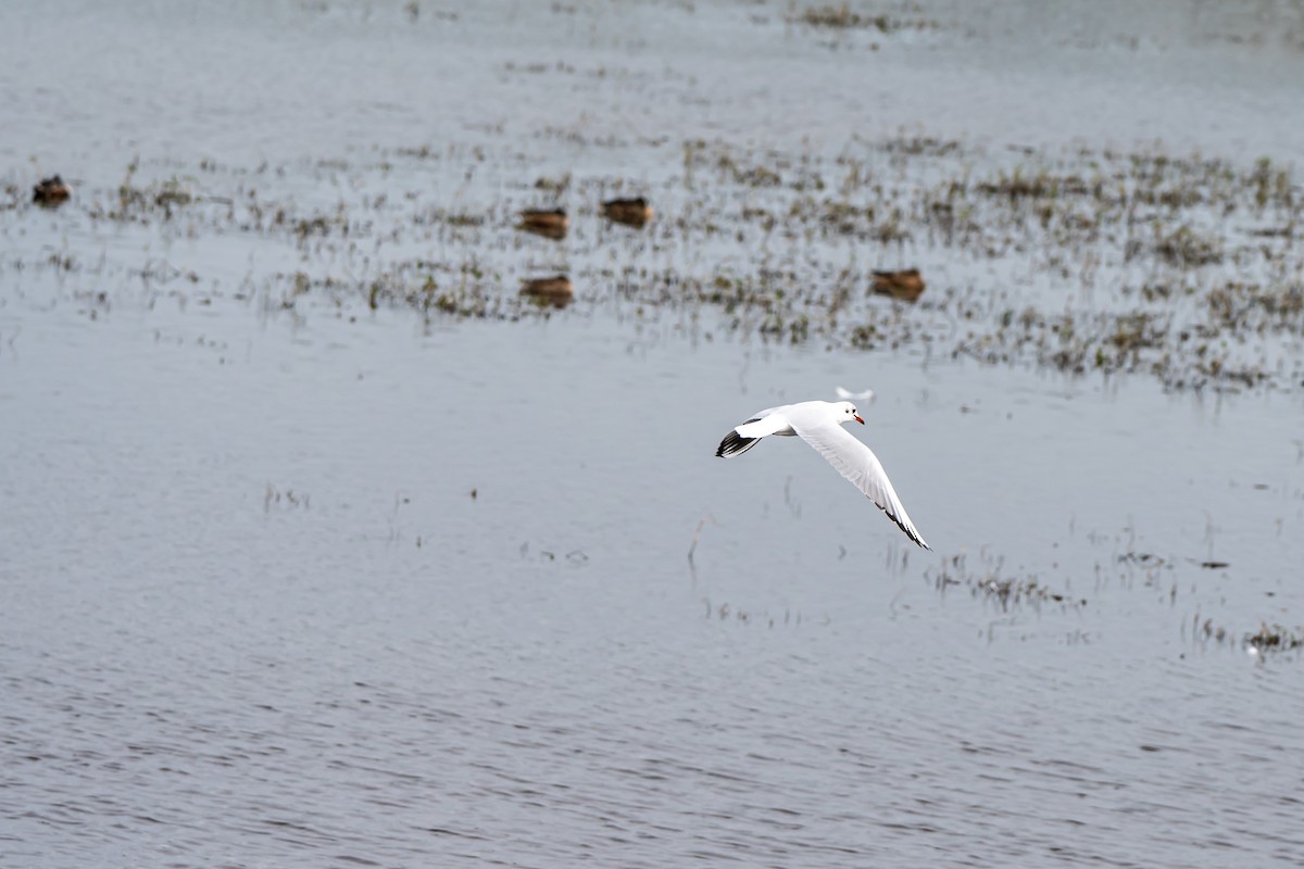 Möwe, unbestimmt - ML643747561