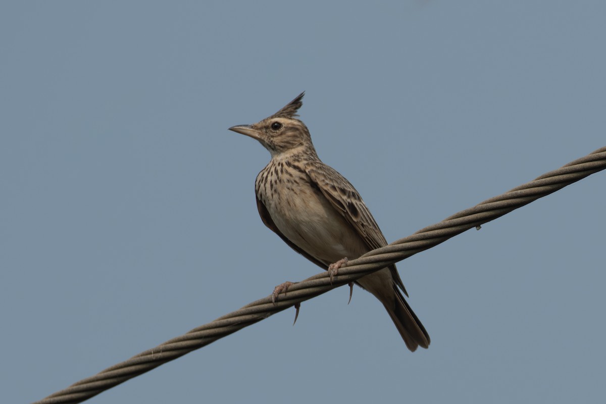 Malabar Lark - ML643747563