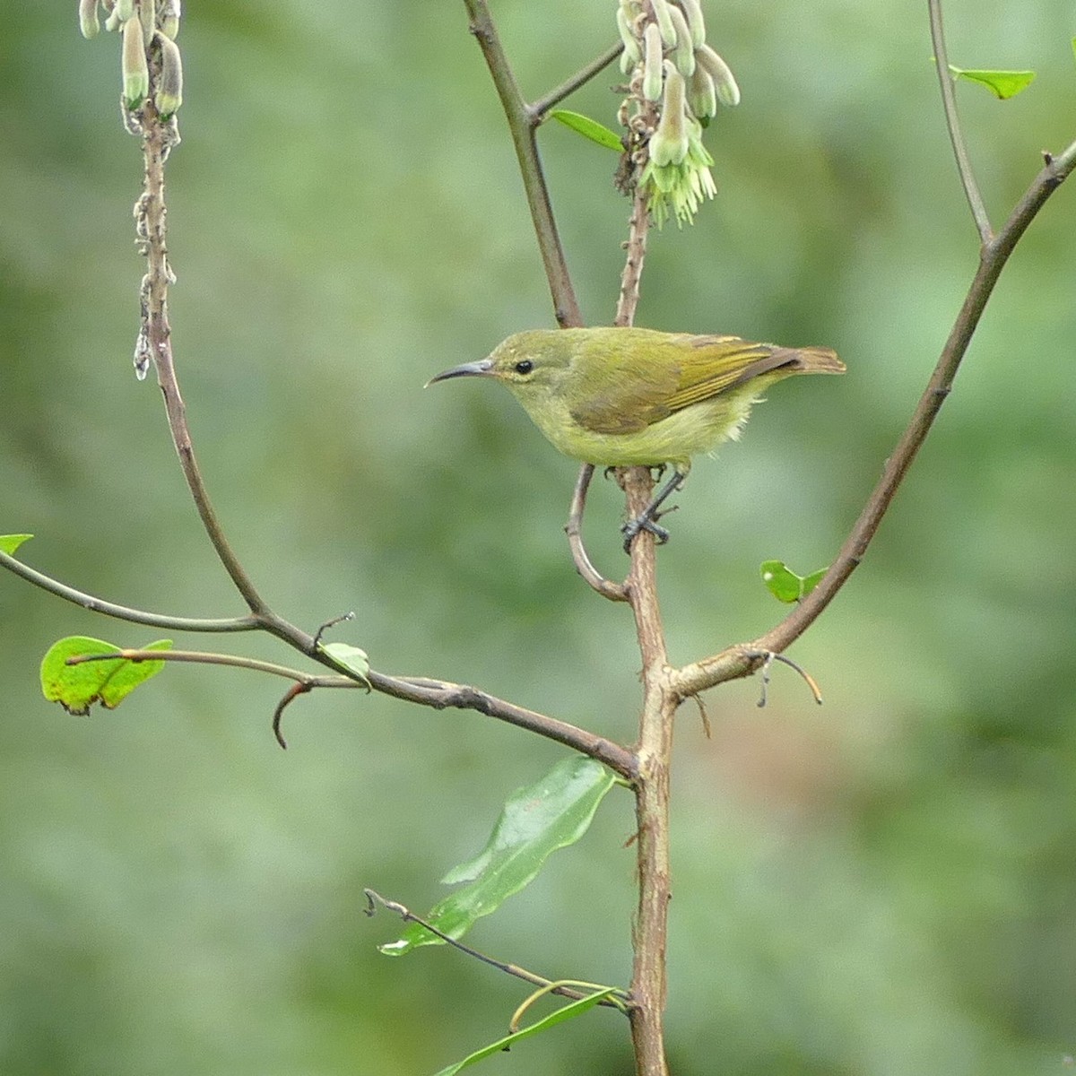 Little Green Sunbird - ML643747565