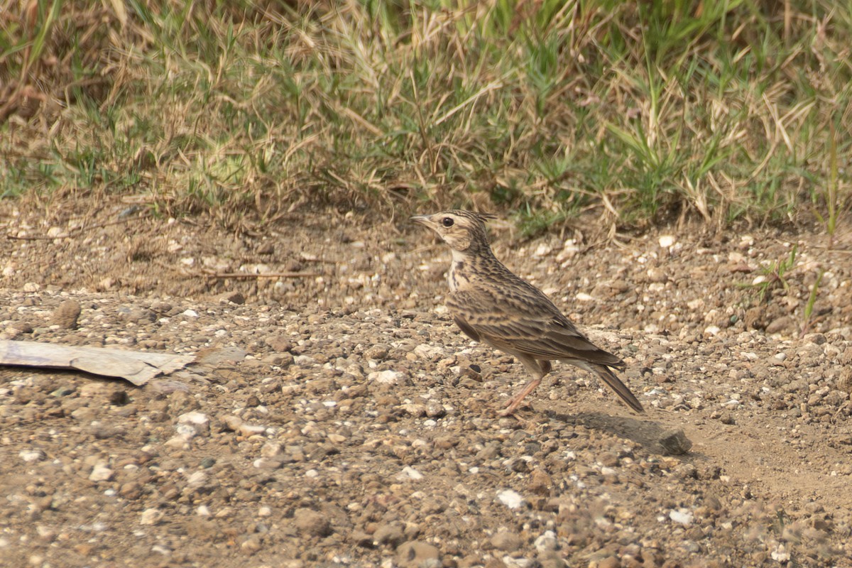 Oriental Skylark - ML643747571