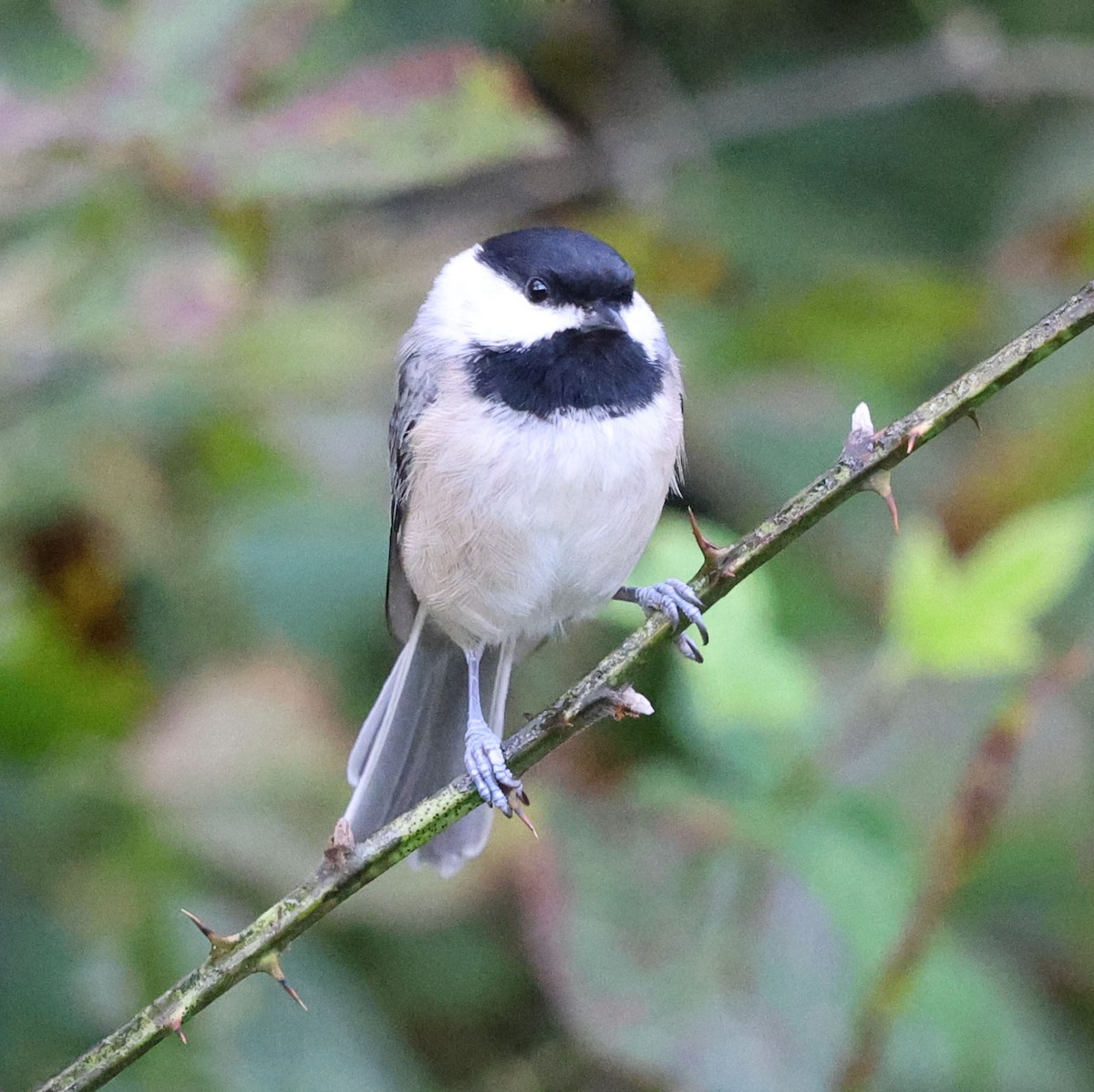 Carolina Chickadee - ML643747589