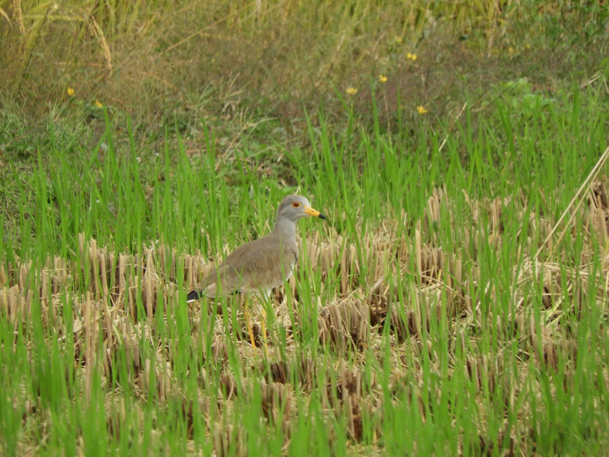 Gray-headed Lapwing - ML643747616