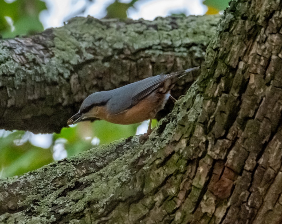 Eurasian Nuthatch - ML643747674