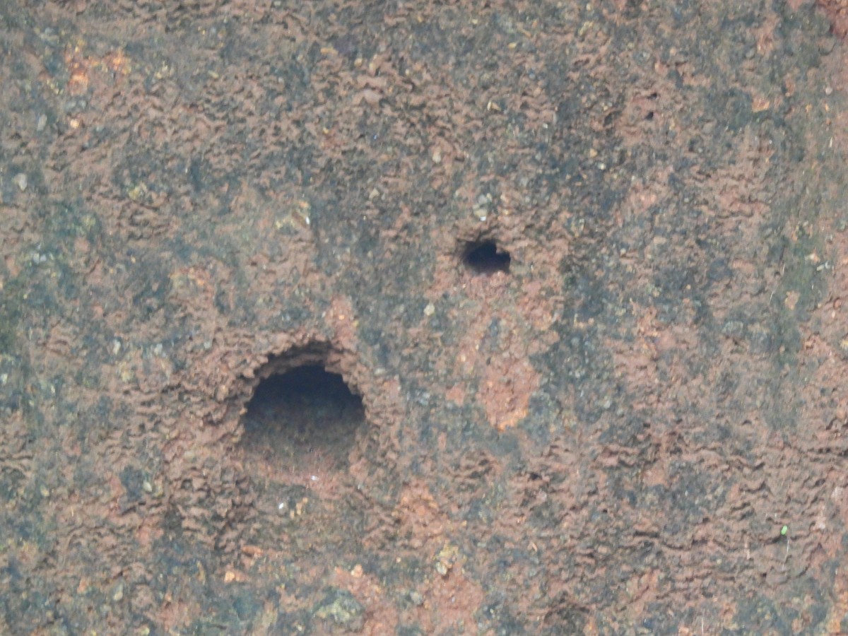 ub. isfugl (Alcedinidae sp.) - ML643747689