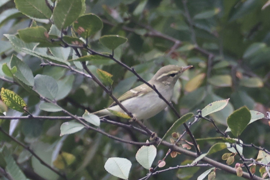 Вівчарик амурський - ML643747692
