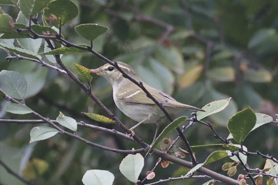 Вівчарик амурський - ML643747693