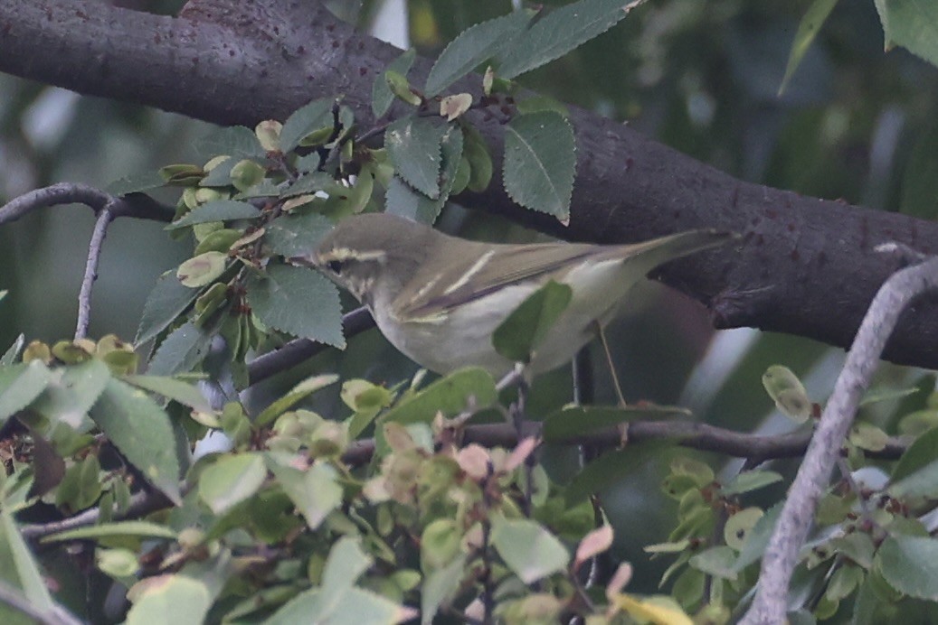 Вівчарик амурський - ML643747694