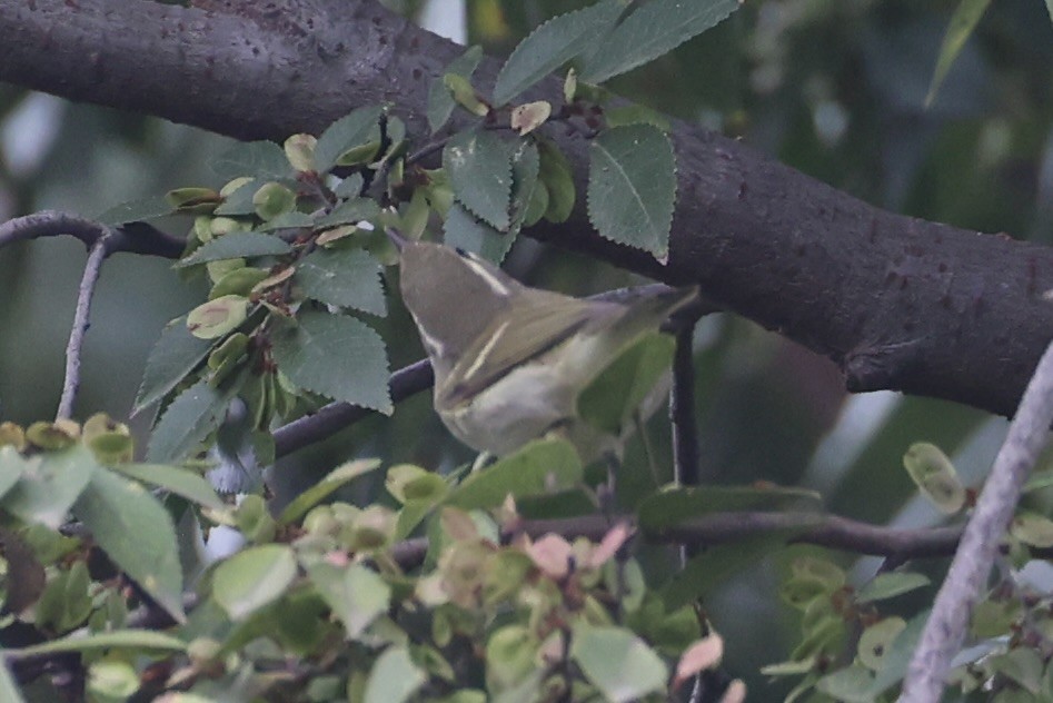 Вівчарик амурський - ML643747695