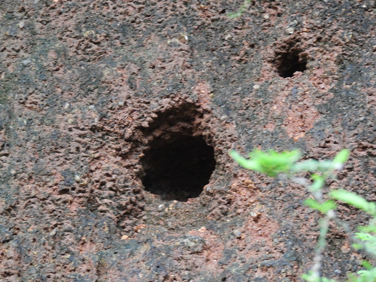 ub. isfugl (Alcedinidae sp.) - ML643747696