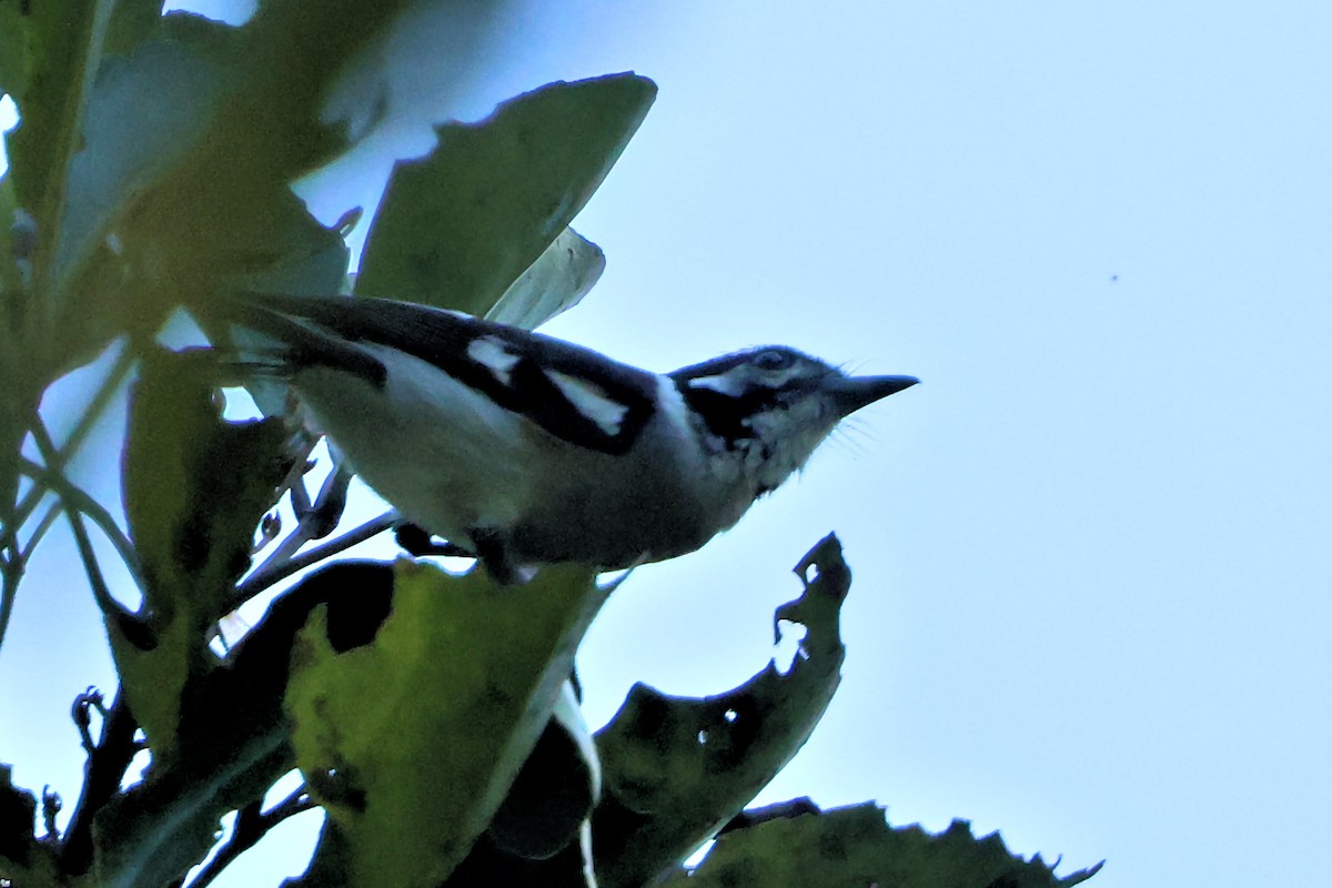 hvitøremonark - ML643747699