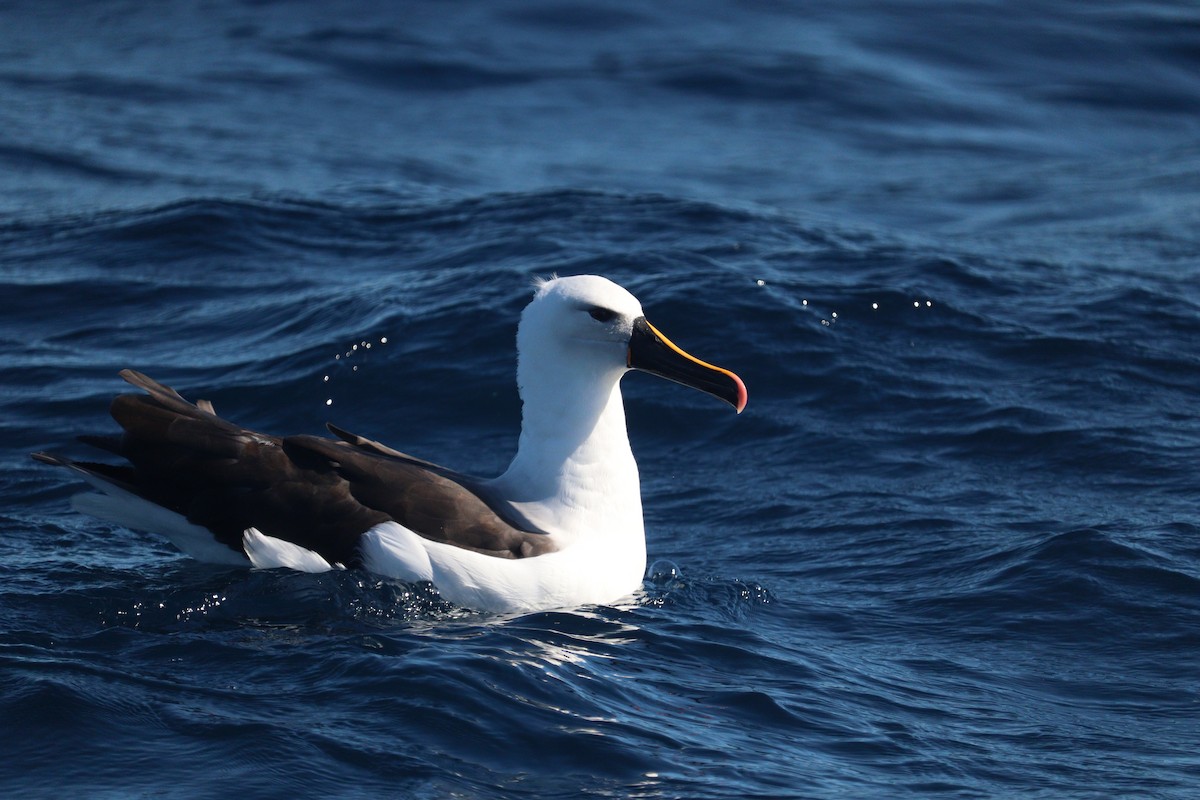 Indian Yellow-nosed Albatross - ML643747703