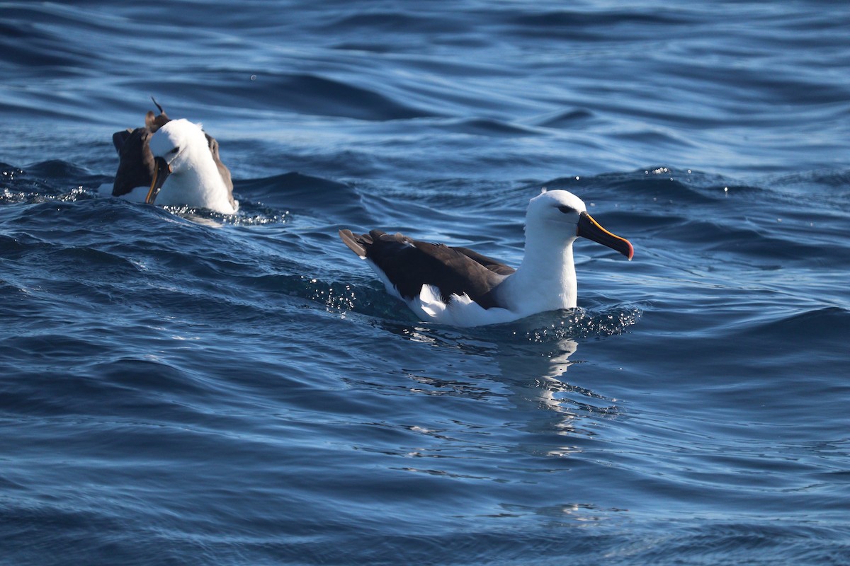 Indian Yellow-nosed Albatross - ML643747704