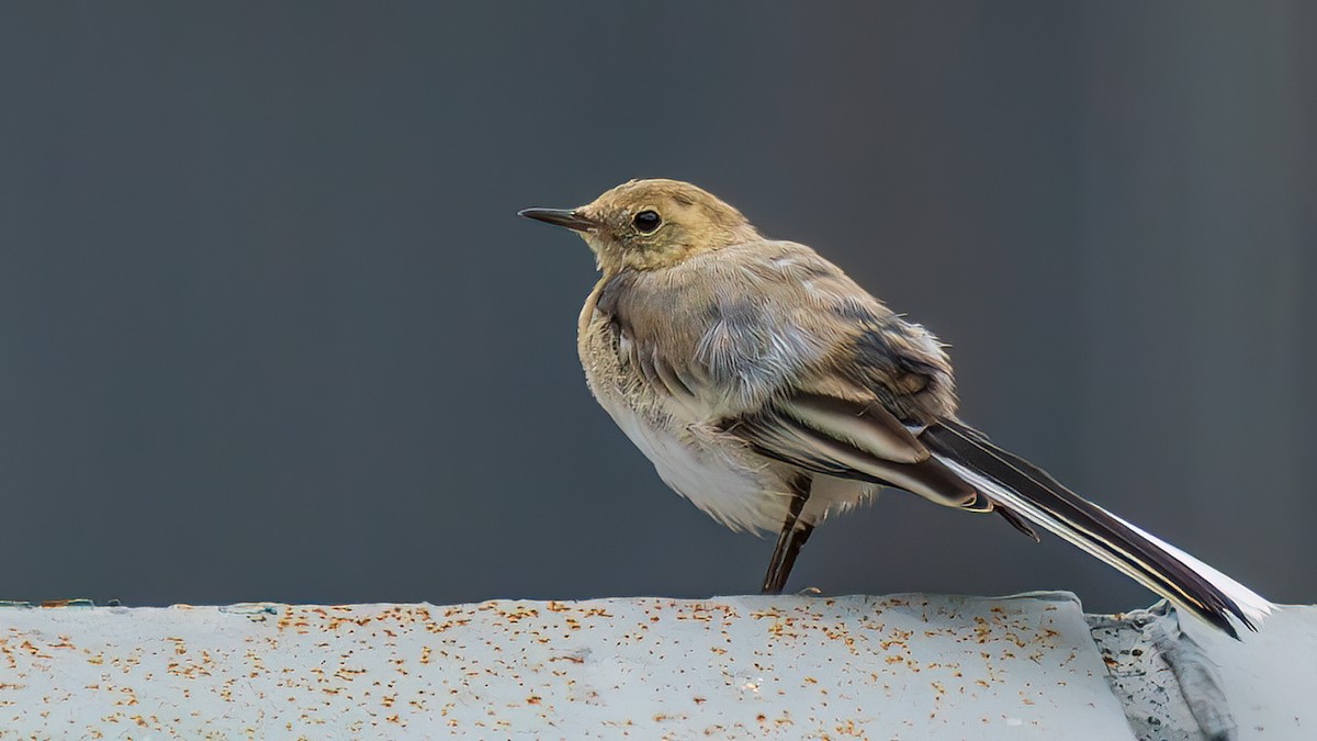 Citrine Wagtail - ML643747711