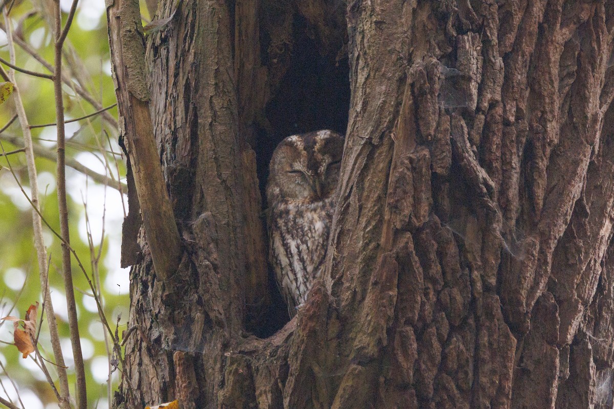 Chouette hulotte - ML643747715