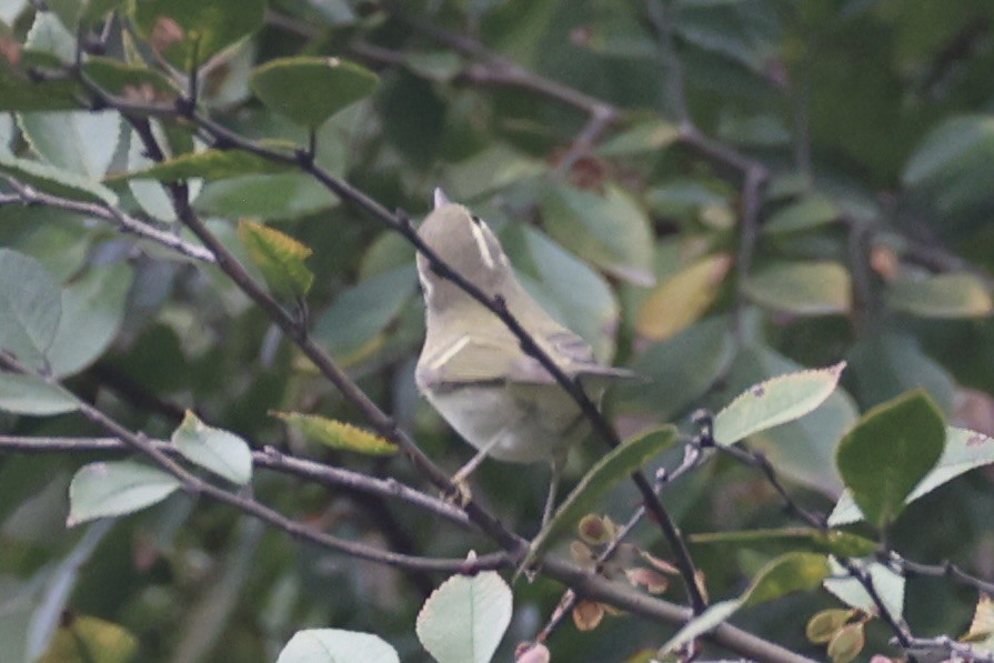 Вівчарик амурський - ML643747718