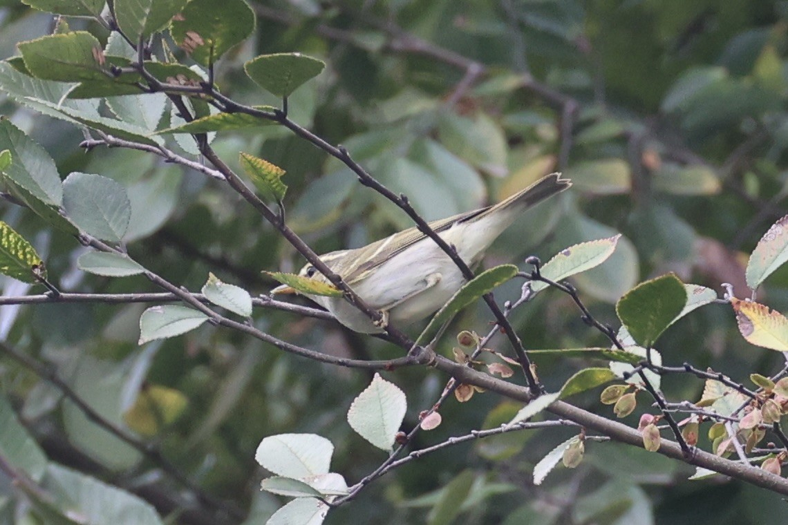 Вівчарик амурський - ML643747719