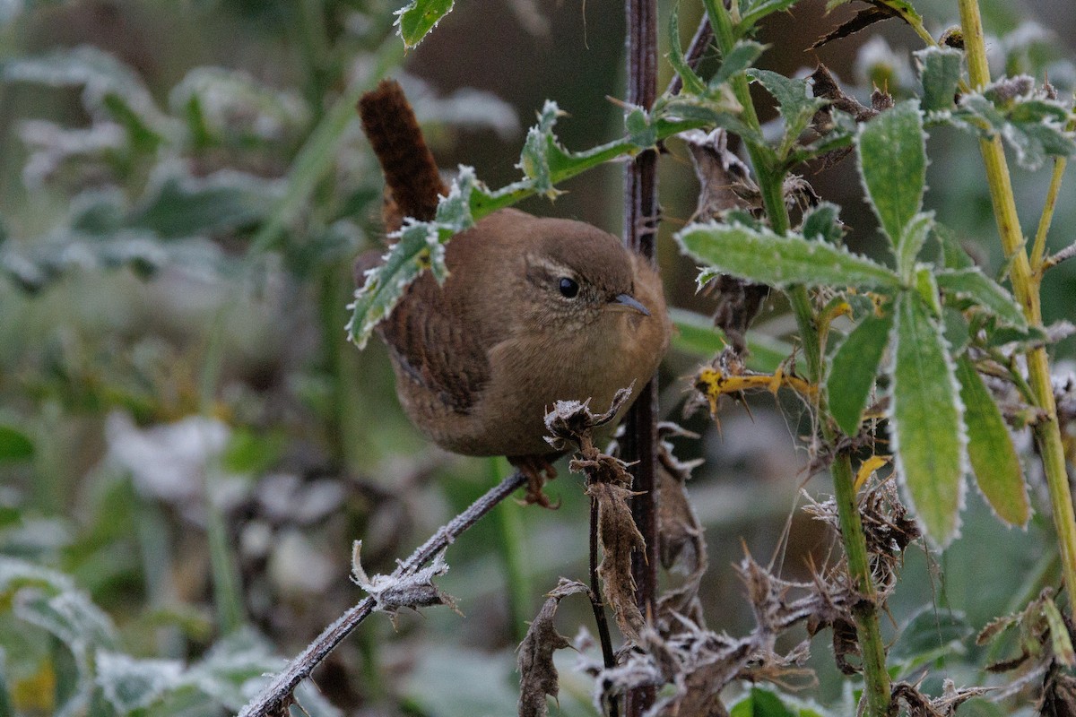 Troglodyte mignon - ML643747722