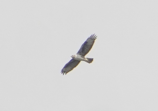 haukørn - ML643747726