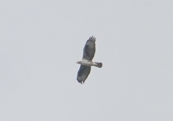 haukørn - ML643747727
