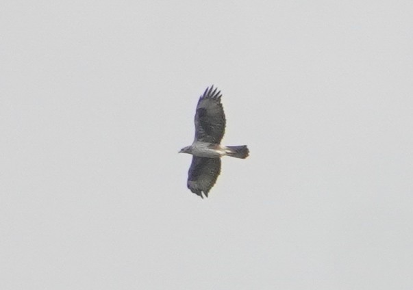 haukørn - ML643747728