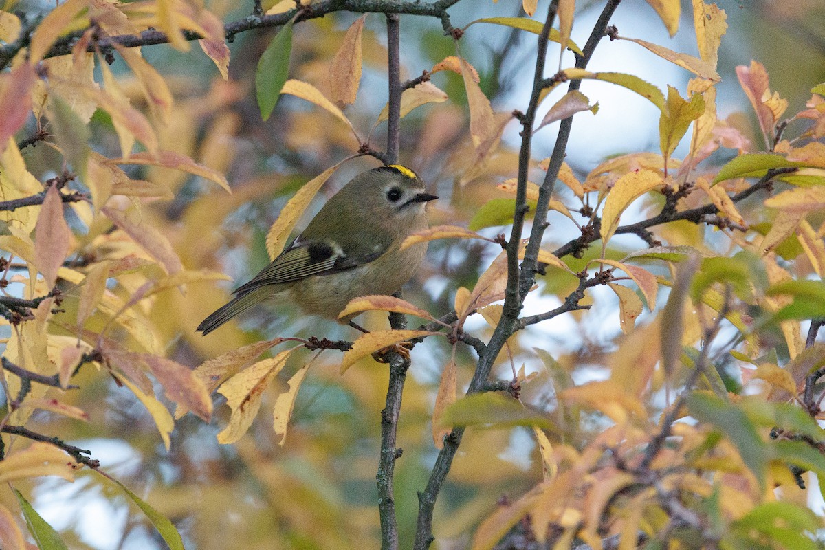 Roitelet huppé - ML643747738