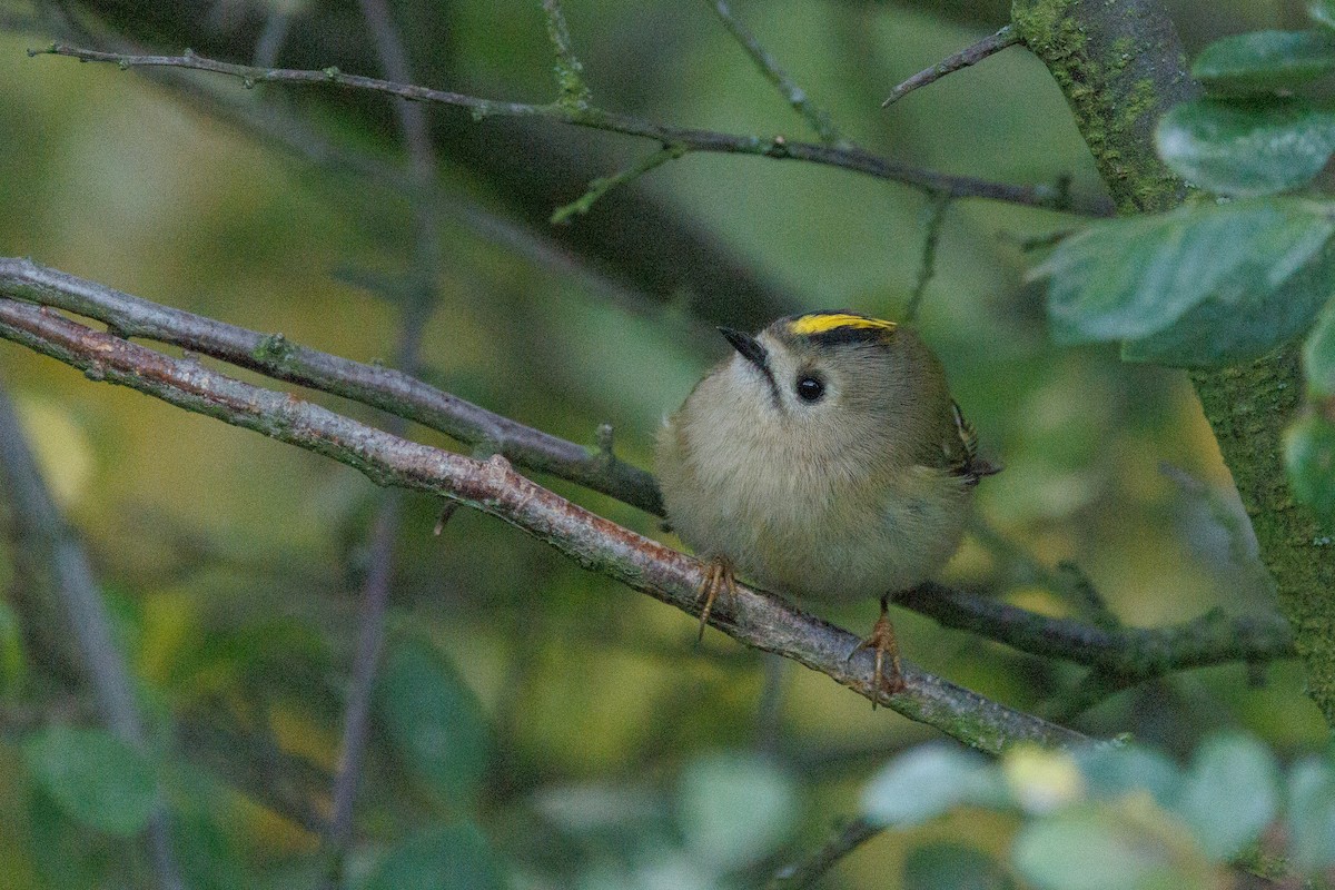 Roitelet huppé - ML643747739