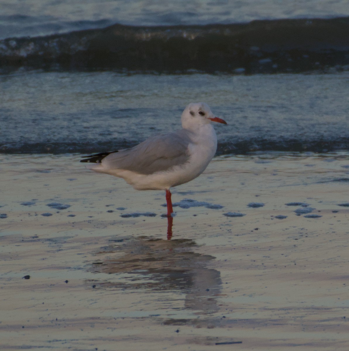 Black-headed Gull - ML643747747