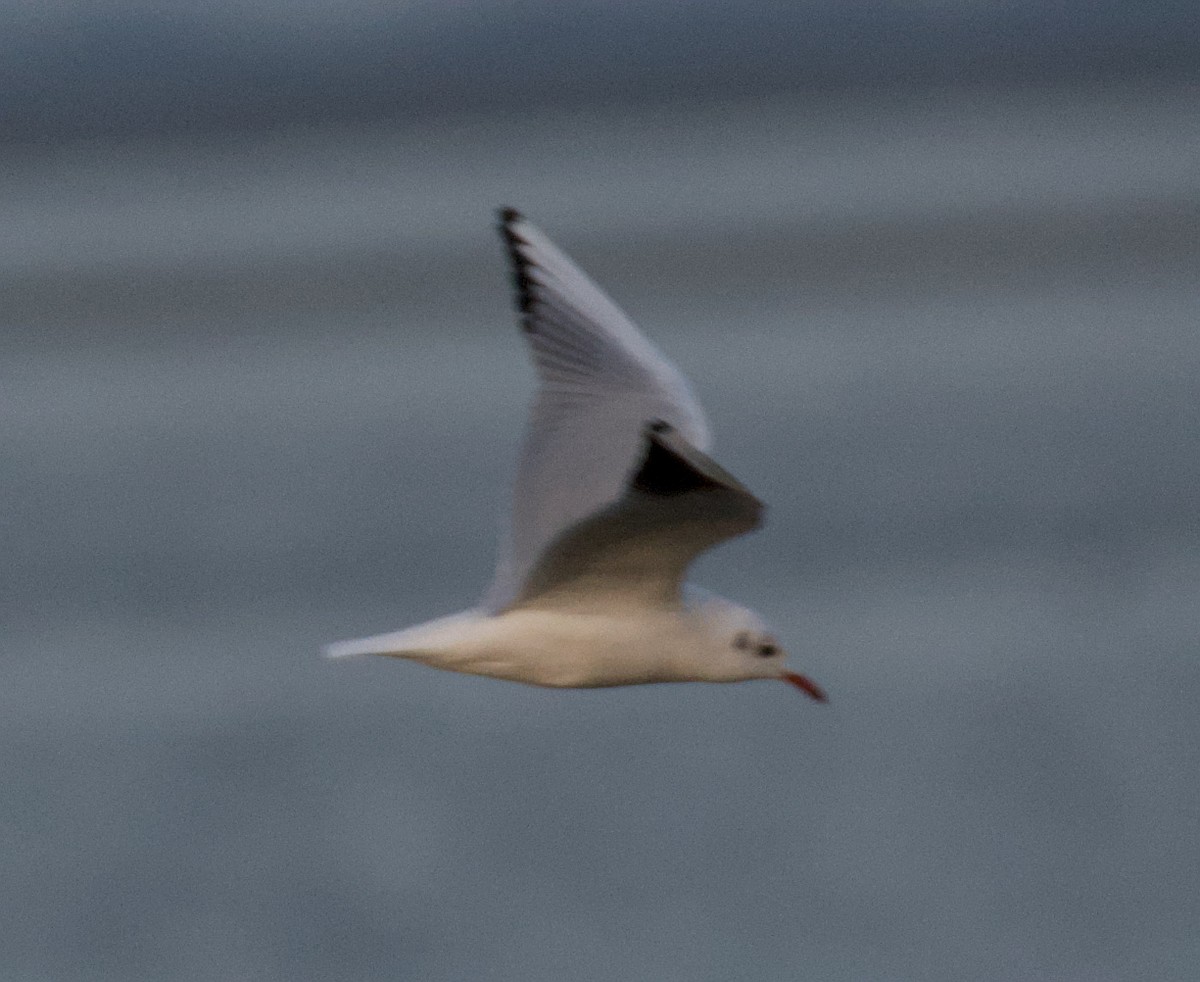Black-headed Gull - ML643747748