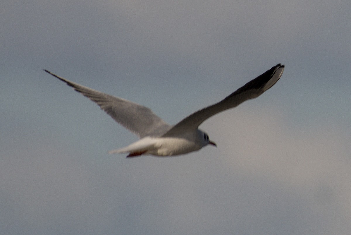 Black-headed Gull - ML643747749