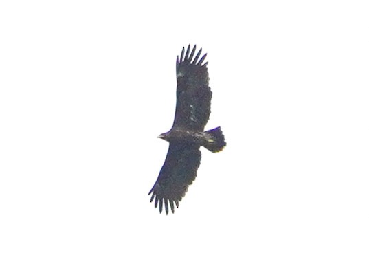 storskrikørn - ML643747750