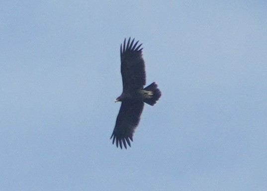 storskrikørn - ML643747751