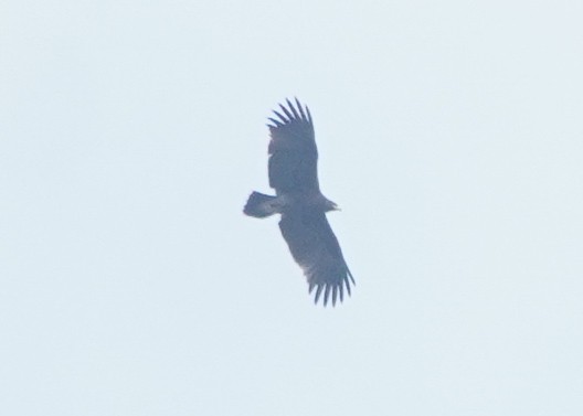storskrikørn - ML643747752