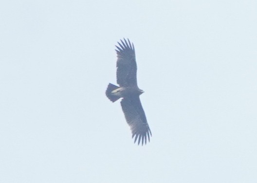 storskrikørn - ML643747753