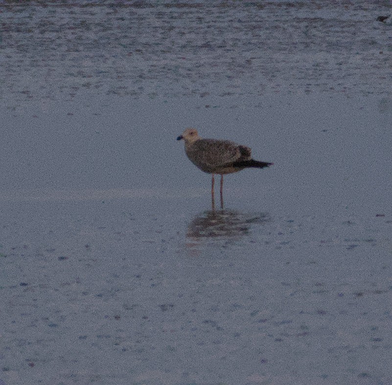 Caspian Gull - ML643747766