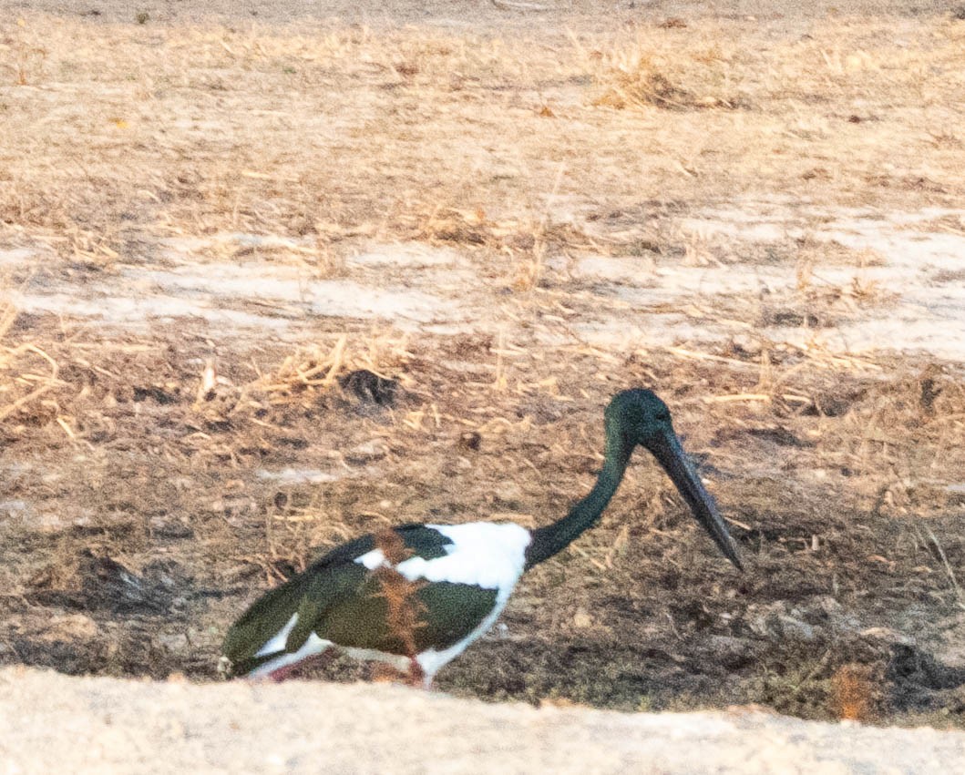 Black-necked Stork - ML643747780