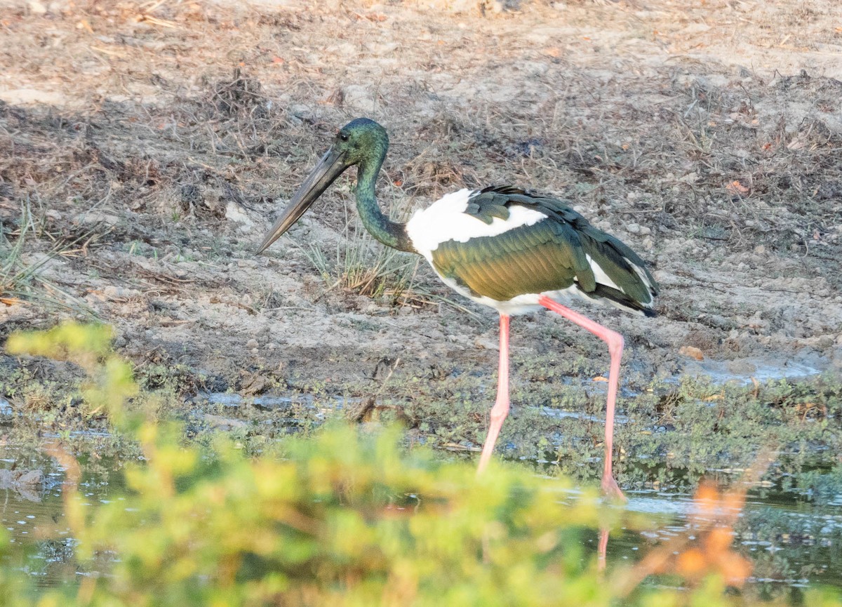 Black-necked Stork - ML643747781