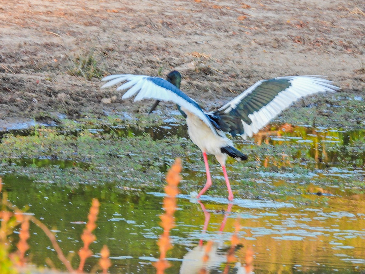 Black-necked Stork - ML643747782