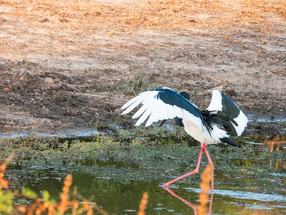 Black-necked Stork - ML643747783