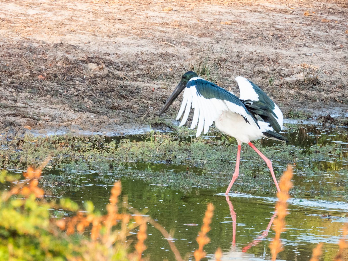 Black-necked Stork - ML643747784