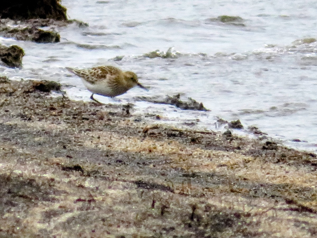 Baird's Sandpiper - ML643747798