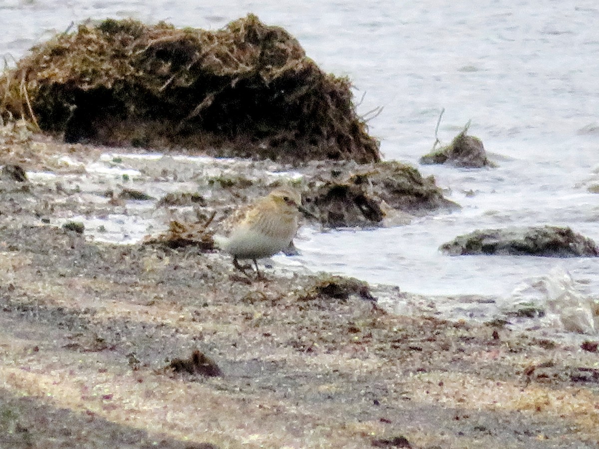Baird's Sandpiper - ML643747800
