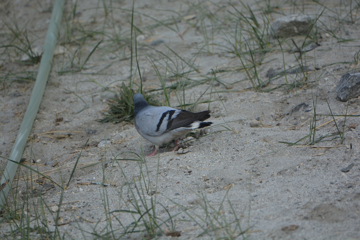 Hill Pigeon - ML643747805