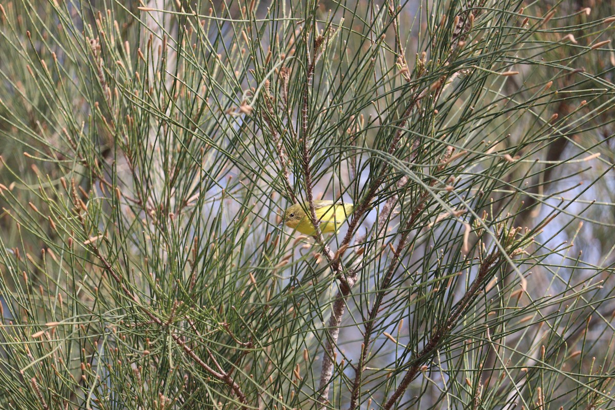 Yellow Thornbill - ML643747808