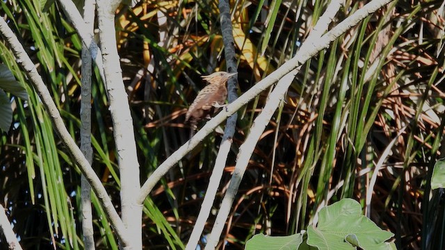 Ochre-backed Woodpecker - ML643747812